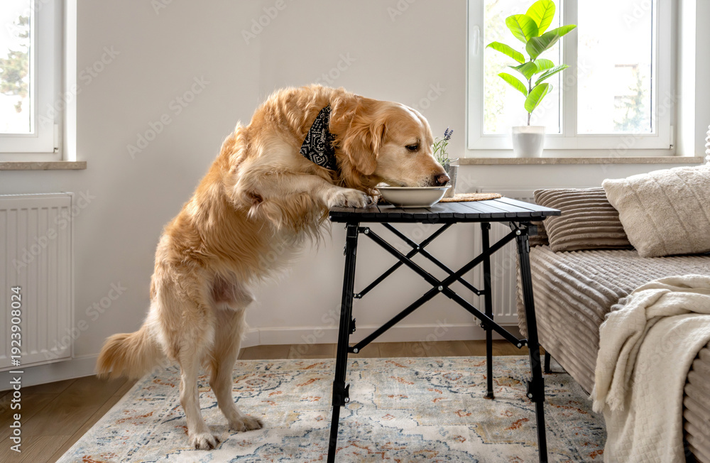 custom made wallpaper toronto digitalGolden Retriever Dog