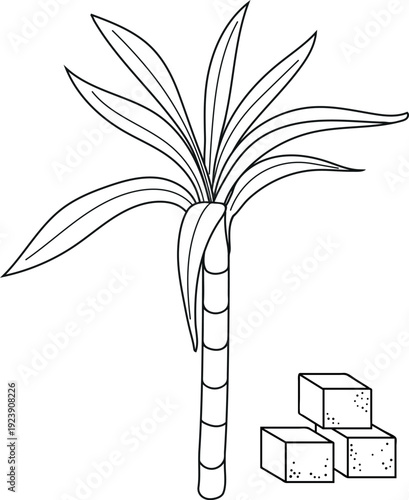 Coloring page with sugarcane (Saccharum officinarum) plant and sugar cubes isolated on white background