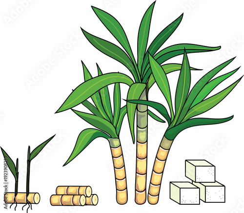 Set of images of sugarcane (Saccharum officinarum), cut sugarcane and sugar cubes isolated on white background.