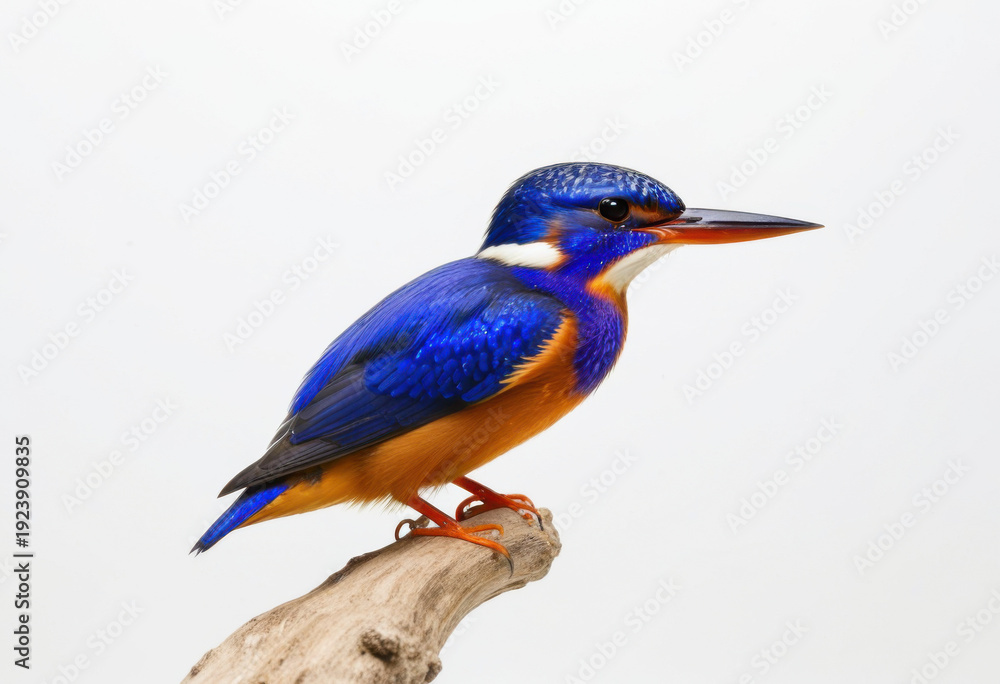 Fototapeta premium Azure Kingfisher perched on tree branch, deep cerulean blue back, large beak, white background
