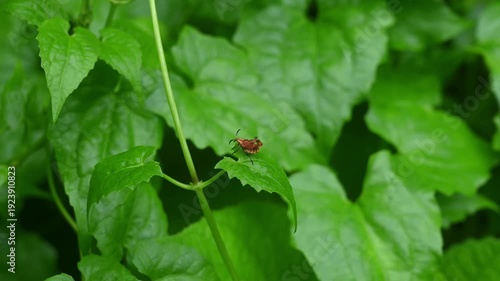 A net-winged beetle is seen trying to flap its broken, curled wings after rain in a forest. Lycid beetles are toxic and often avoid predation, allowing them to survive for a time on the ground.