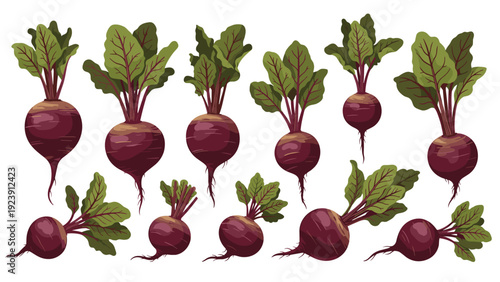 Collection of fresh organic beets with vibrant green leaves shown in various positions on a clean white background for cooking.