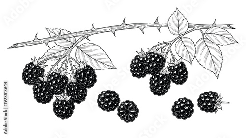 Detailed botanical illustration of a thorny branch laden with ripe, juicy blackberries and green leaves in black and white.