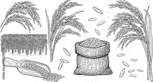 Rice farming line art set. Hand drawn paddy plants, rice field, grain sack and wooden scoop. Vintage agriculture illustration isolated on transparent background.