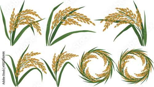 Golden rice plant set. Ripe paddy ears with green leaves arranged in bundles and circular wreath. Agriculture harvest illustration isolated on transparent background.