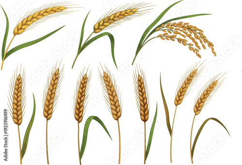 Realistic golden wheat ears set. Detailed cereal crop stems with green leaves. Agriculture harvest grain collection isolated on transparent background.