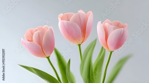 Close up studio shot of three pastel pink tulip flowers with vibrant green foliage set against a clean light grey background symbolizing spring and natural beauty