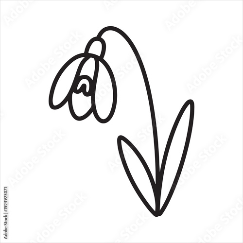 Snowdrop Flower Line Art  vector Collection. Snowdrop flower outline, unique black and white vector