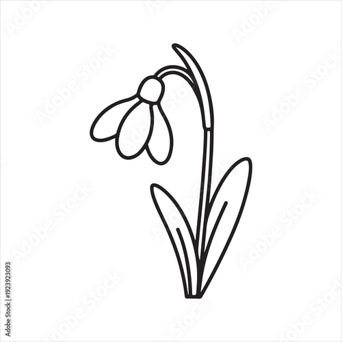 Snowdrop Flower Line Art  vector Collection. Snowdrop flower outline, unique black and white vector