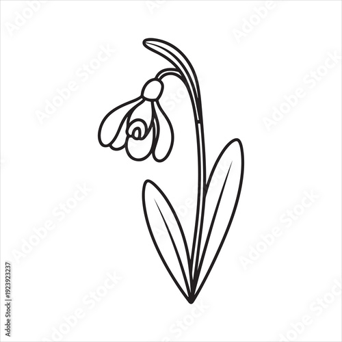 Snowdrop Flower Line Art  vector Collection. Snowdrop flower outline, unique black and white vector
