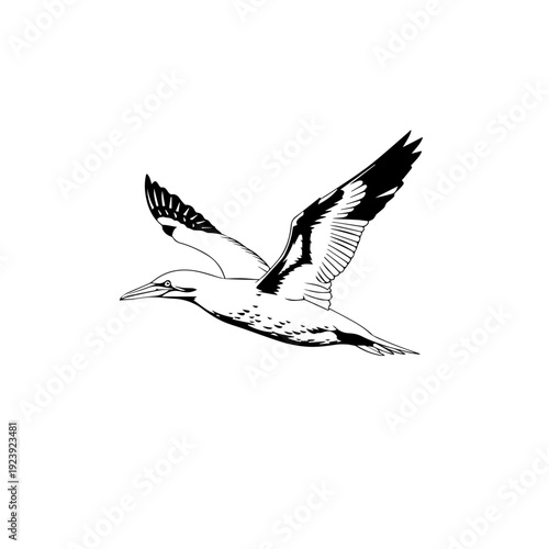 Minimalist icon representing a vector file format