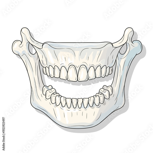 Anatomical jawbone with teeth illustration in detailed style  