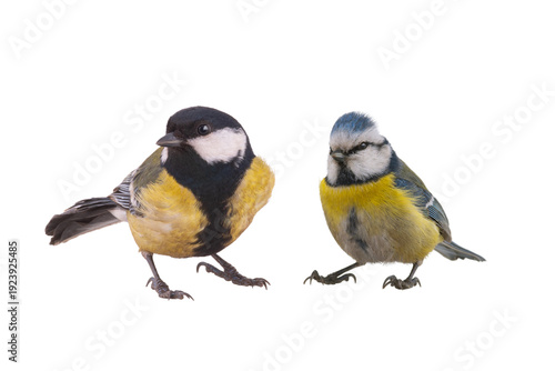 Tableau sur toile most popular birds in European parks, the great tit and the blue tit isolated on