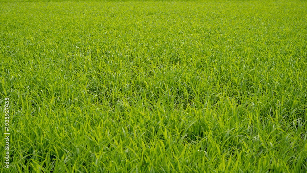 Fototapeta premium Lush green rice field texture background in agricultural farmland