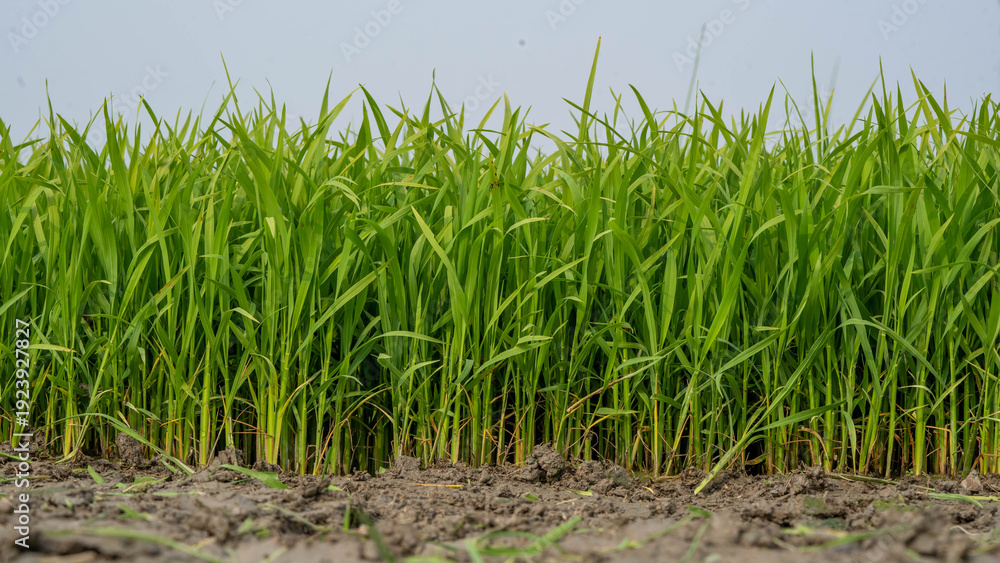 Obraz premium Wide view of fresh green rice plants growing in agricultural field with copy space