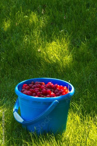 Vibrant red cherries fill a blue plastic bucket resting on a grassy area. The peaceful outdoor setting captures the essence of a serene summer day, inviting a sense of tranquility.