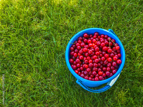 Vibrant cherries fill a blue bucket, resting on lush green grass in a sunny garden. The scene captures a fresh, summery mood perfect for outdoor settings.