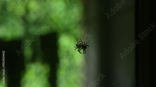 A male Plexippus paykulli spider, commonly known as the pantropical jumping spider, is seen on the surface of a mirror with its reflection visible on the glass. It is known for helping control Pest.