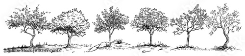 Row of deciduous trees landscape in olive grove style sketch