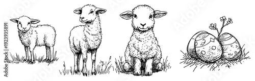 Three cute lambs and easter eggs composition sketch