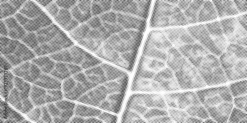 Εκτύπωση καμβά Green leaf vein texture abstract background with gritty stipple grain, close up organic plant cells, macro foliage veins, cracked skeleton imprint, natural surface design