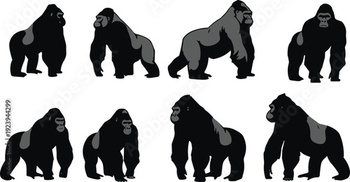 Gorilla silhouette set in different poses, detailed wildlife vector illustration collection isolated on white background for animal design projects