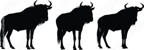 Wildebeest silhouette collection vector illustration showing African antelope animals in different standing poses, black shapes isolated on white background
