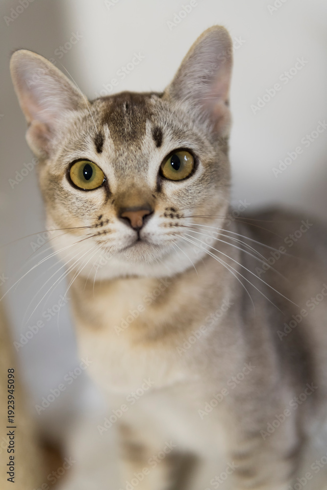 Fototapeta premium Porträt einer Burmesen Katzen