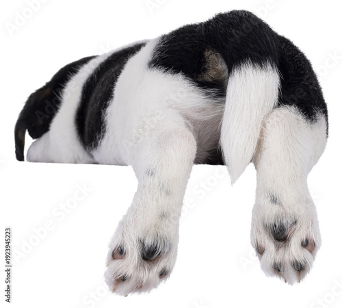 Back side of sleepingJack Russell dog puppy butt hanging over edge. Isolated cutout on a transparent background.