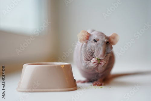 Photos A sick hairless rat sits next to an empty food bowl, holding a piece of green vegetable in its paws, against a bright window providing natural light