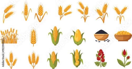 Vector agriculture and botanical illustration featuring wheat stalks, corn cobs, seeds, grains, berries, and tulip flower for farming and food themes