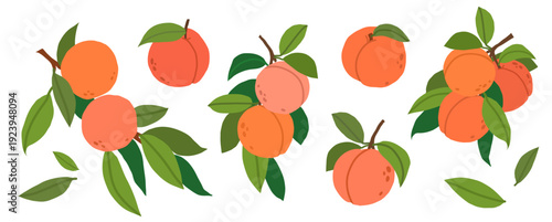 Fresh peaches with green leaves set isolated on white background. Bright fruit collection. For packaging, branding, kitchen decor and seasonal summer designs