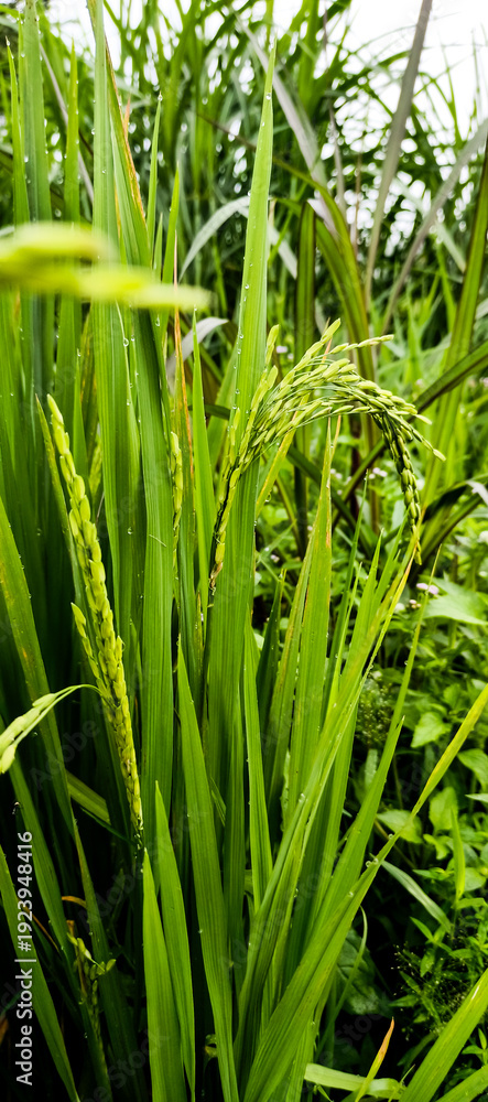 Fototapeta premium rice plants in the rice field
