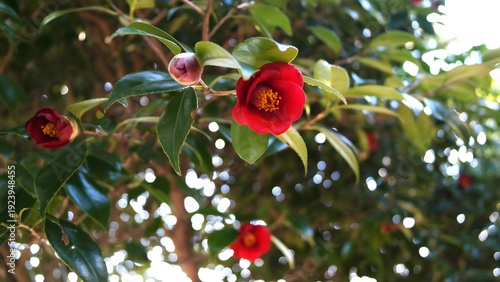 Fotografie Red camellia petal on the head of a serene stone statue in a garden