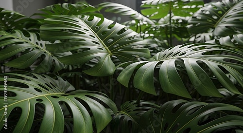 Large green monstera deliciosa leaves with holes and tears in a lush indoor tropical plant arrangement