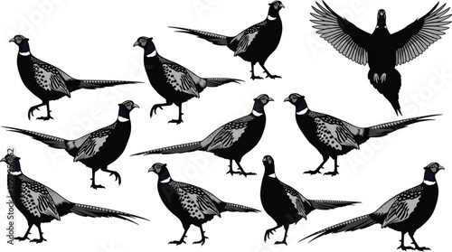 Pheasant bird illustrations collection isolated on white background wild game bird wildlife nature hunting vector set detailed poses