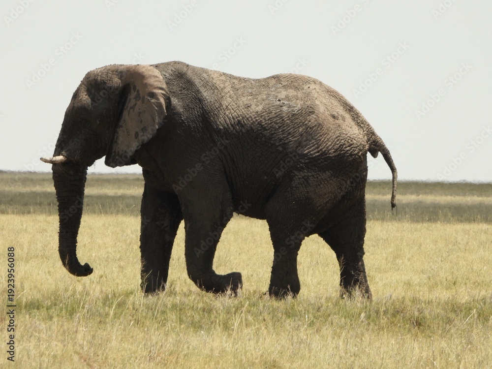 Fototapeta premium Elephant in Etosha