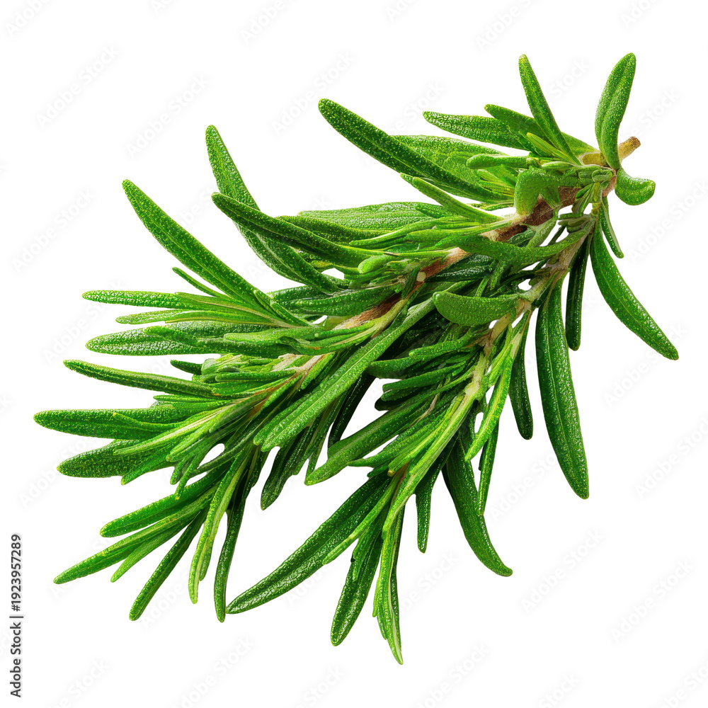 Fototapeta premium Herbs rosemary with transparent background 