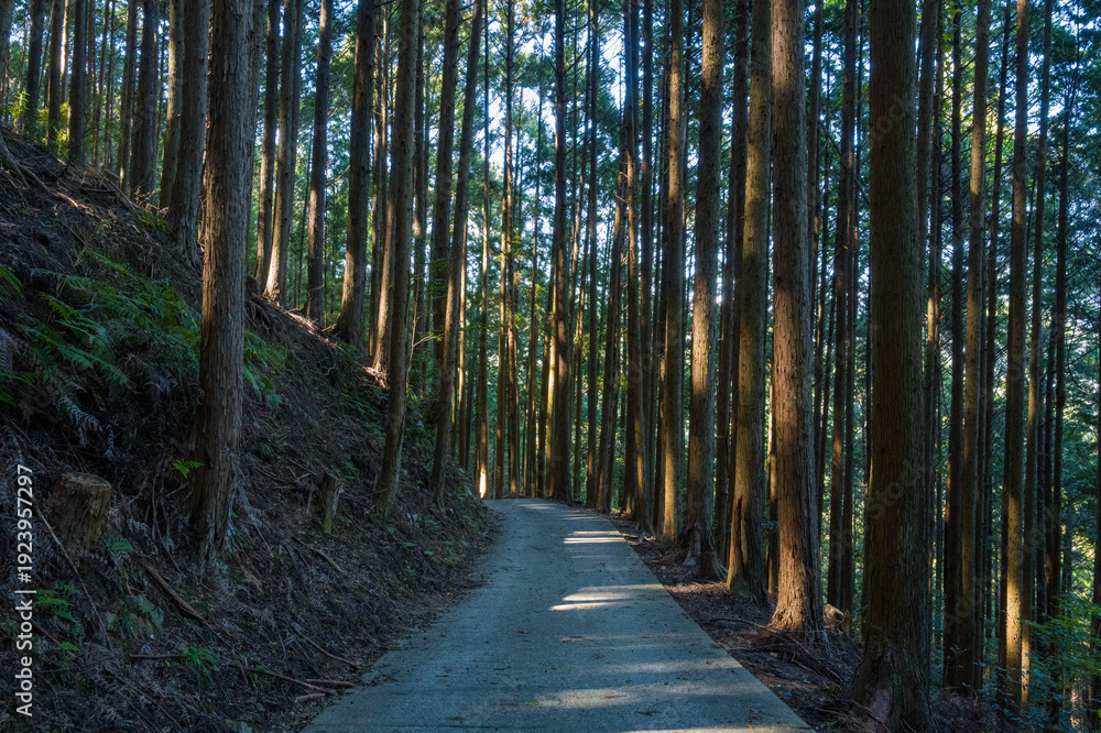 Fototapeta premium A winding paved path curves gently through a dense forest of slender cedar trees, with sunlight streaming between the trunks and casting soft shadows on the ground. The tranquil woodland scene