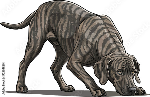 Treeing Tennessee Brindle dog sniffing ground curious alert