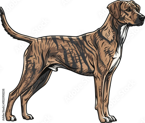 Treeing Tennessee Brindle dog standing side profile illustration