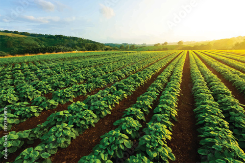 Lush Green Plants Growing in Rows on an Agricultural Farm Field