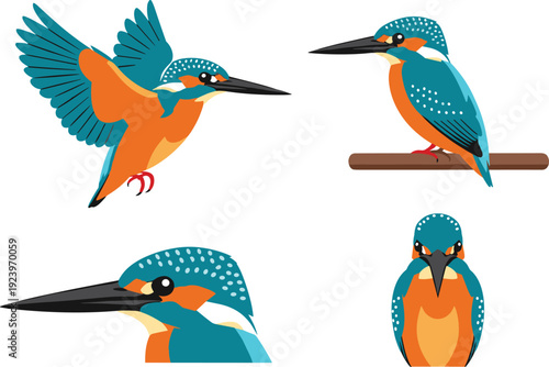 Kingfisher Bird Vector Illustration Set with Flying, Perching, and Close Up Views Featuring Vibrant Blue and Orange Plumage