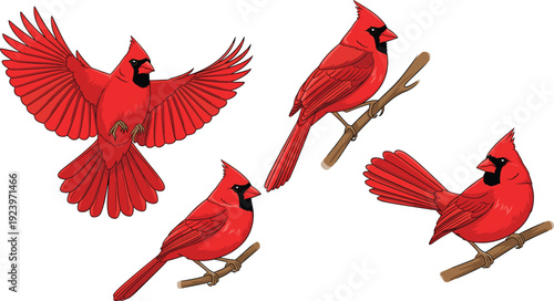 Northern Cardinal Bird Vector Illustration Set with Flying and Perching Poses Featuring Bright Red Plumage and Detailed Feathers