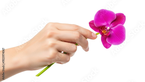 Foto Isolated pink Phalaenopsis orchid held in hand, tender floral scene, delicate be
