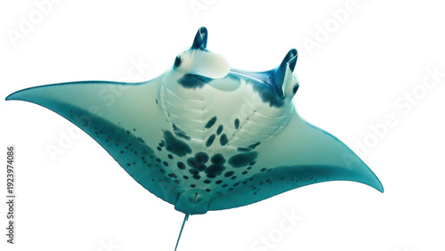 Foto Isolated manta ray underwater, gracefully gliding, ocean giant, marine life, tro