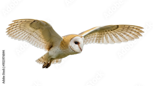 Fotografía Isolated barn owl flying with open wings, looking forward, illuminated, majestic