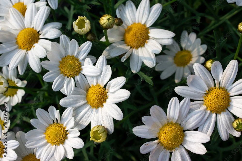 Fototapeta premium white daisies in a garden
