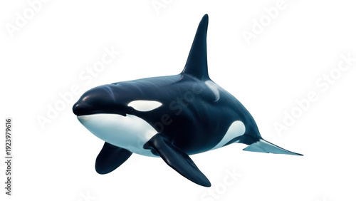 Fotografie Isolated killer whale swimming up close, with streamlined body in black and whit