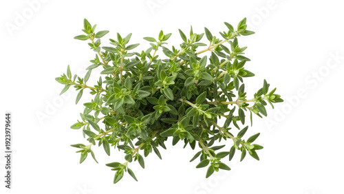 Фотография Isolated thyme herb leaves sprigs, aromatic green kitchen spice ingredient, clos